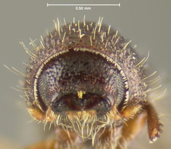 Media type: image;   Entomology 1296 Aspect: head frontal view